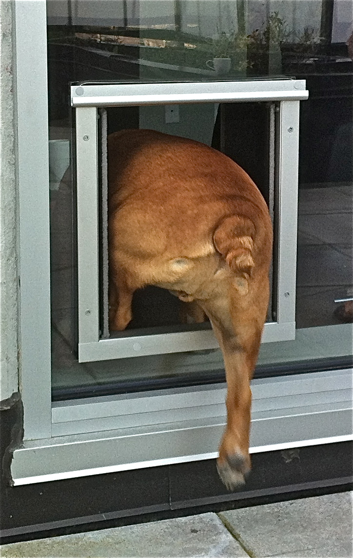 ... Glass Doors | Dog Doors, Cat Doors, Pet Doors For Sliding Glass Doors
